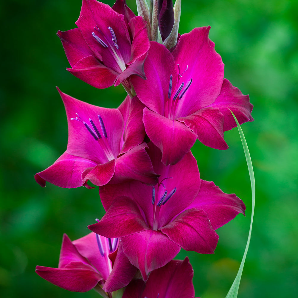 Gladiolus 'Back Star'