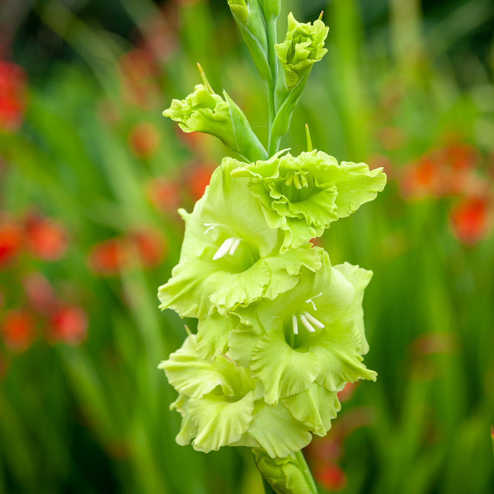 Gladiolus 'Green Star'