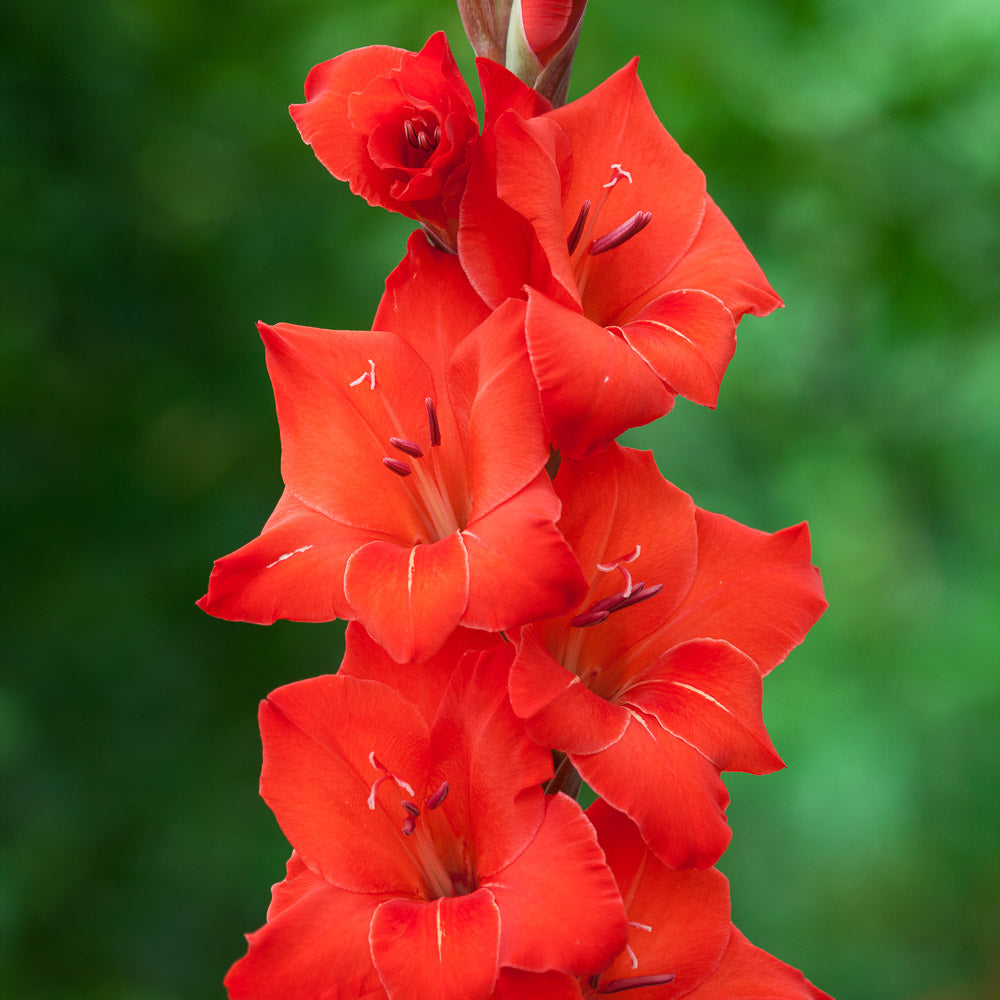 Gladiolus 'Magma'