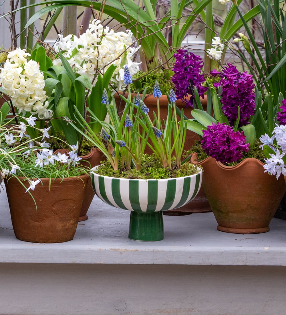 Green And White Stripe Bowl