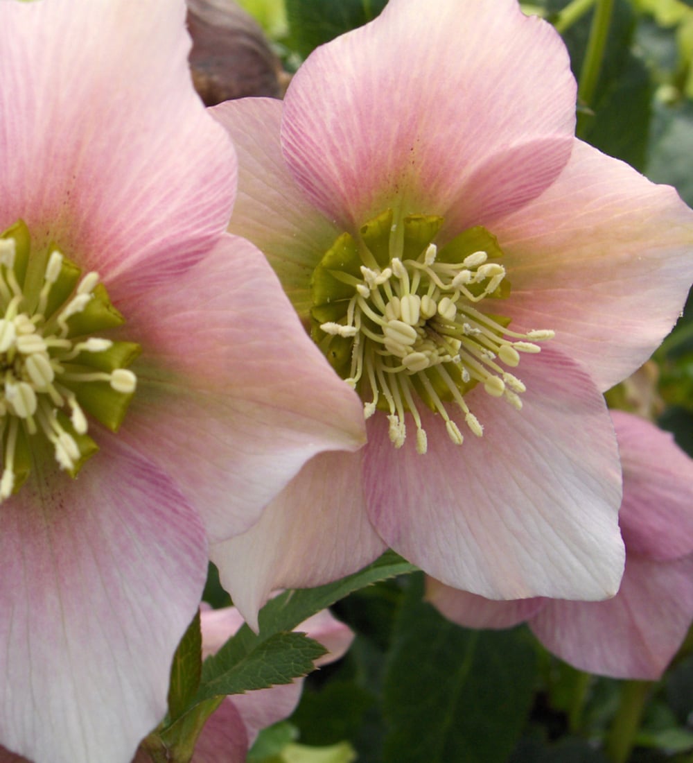 Helleborus orientalis 'Pretty Ellen Pink'