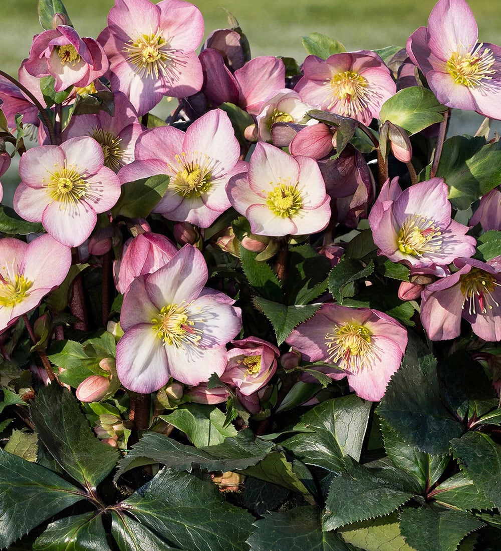 Helleborus x glandorfensis 'Ice N' Roses Rose'