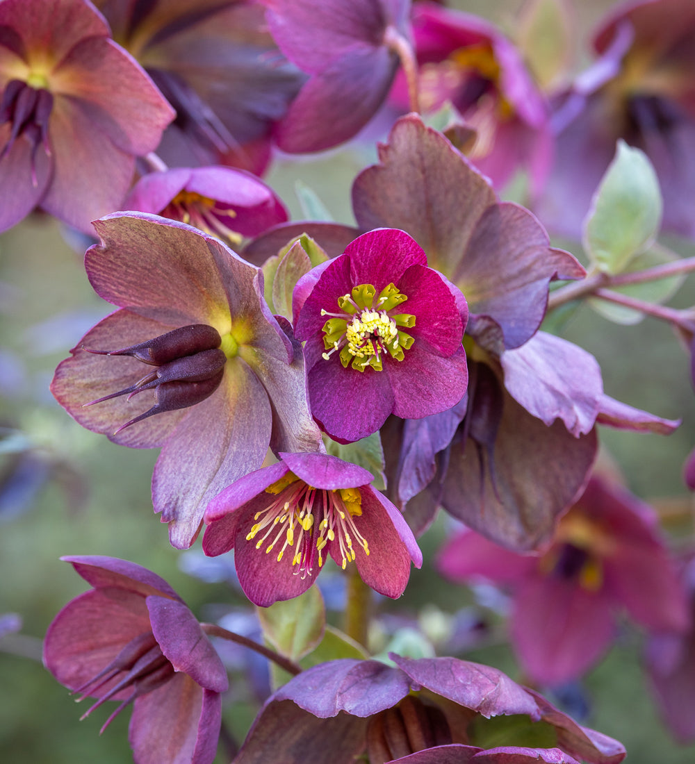 Helleborus x glandorfensis 'Ice N' Roses Rose'
