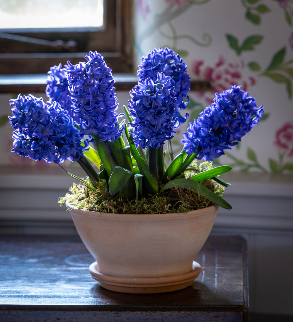 Hyacinths in a Terracotta Bulb Bowl