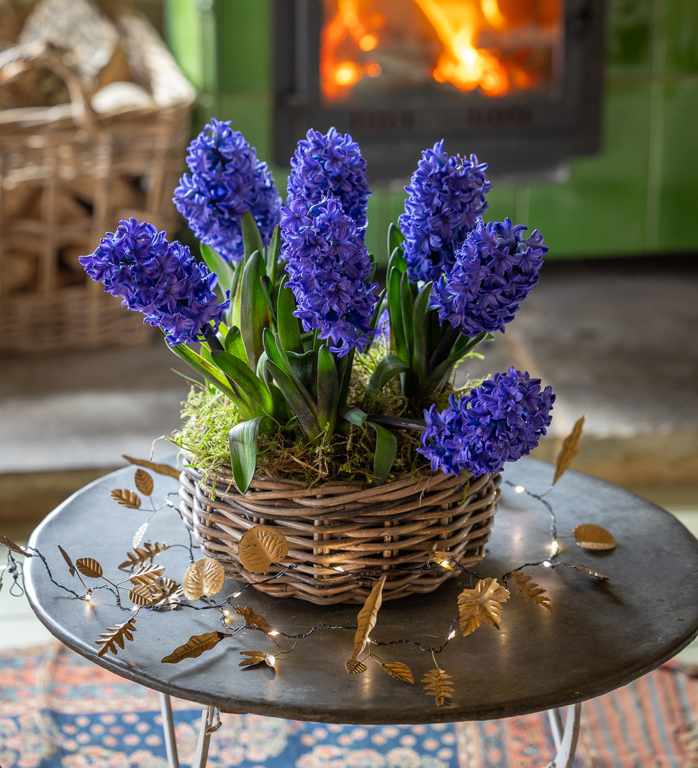 Hyacinths in a Willow Planter