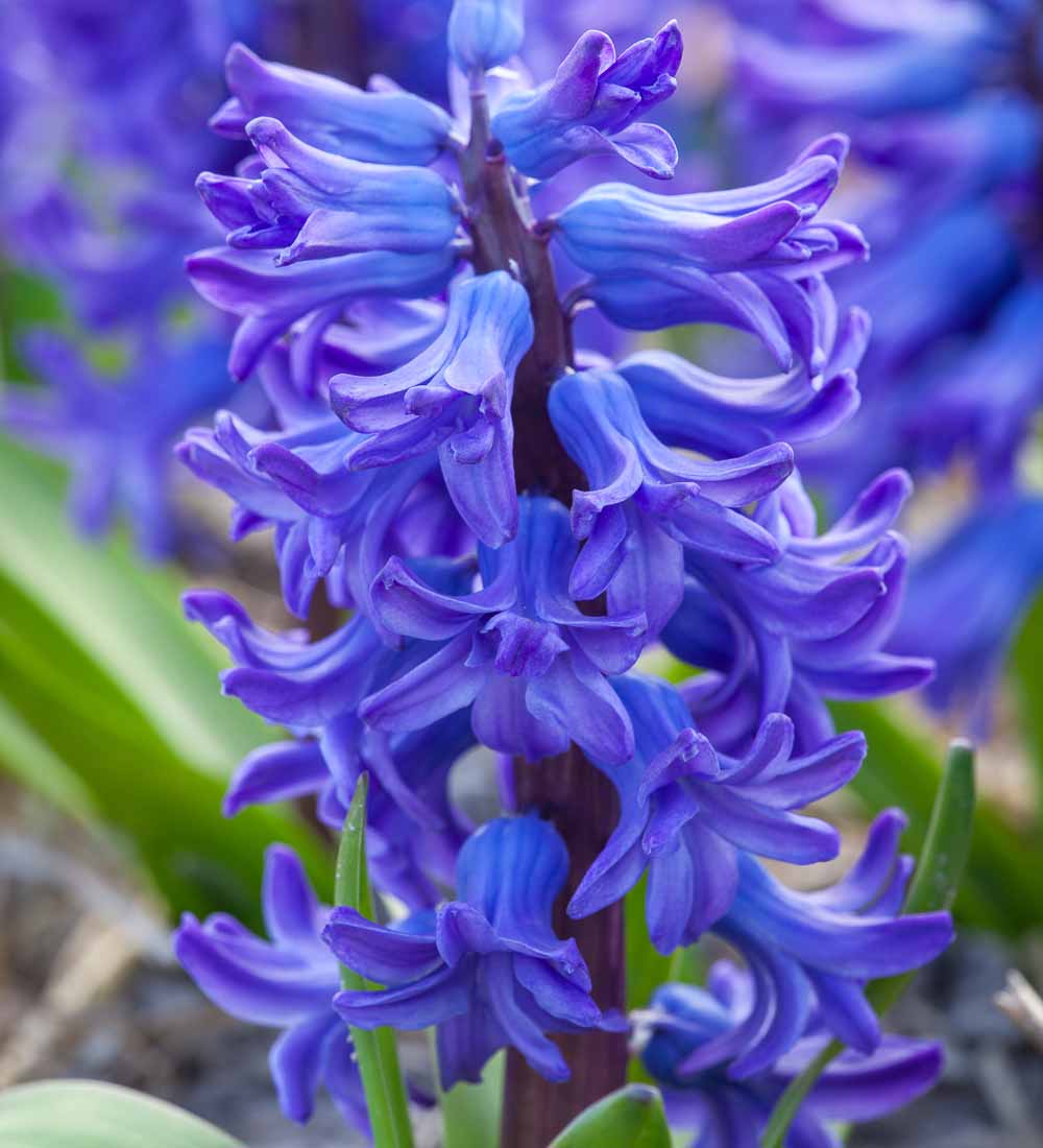 Hyacinths in a Willow Planter