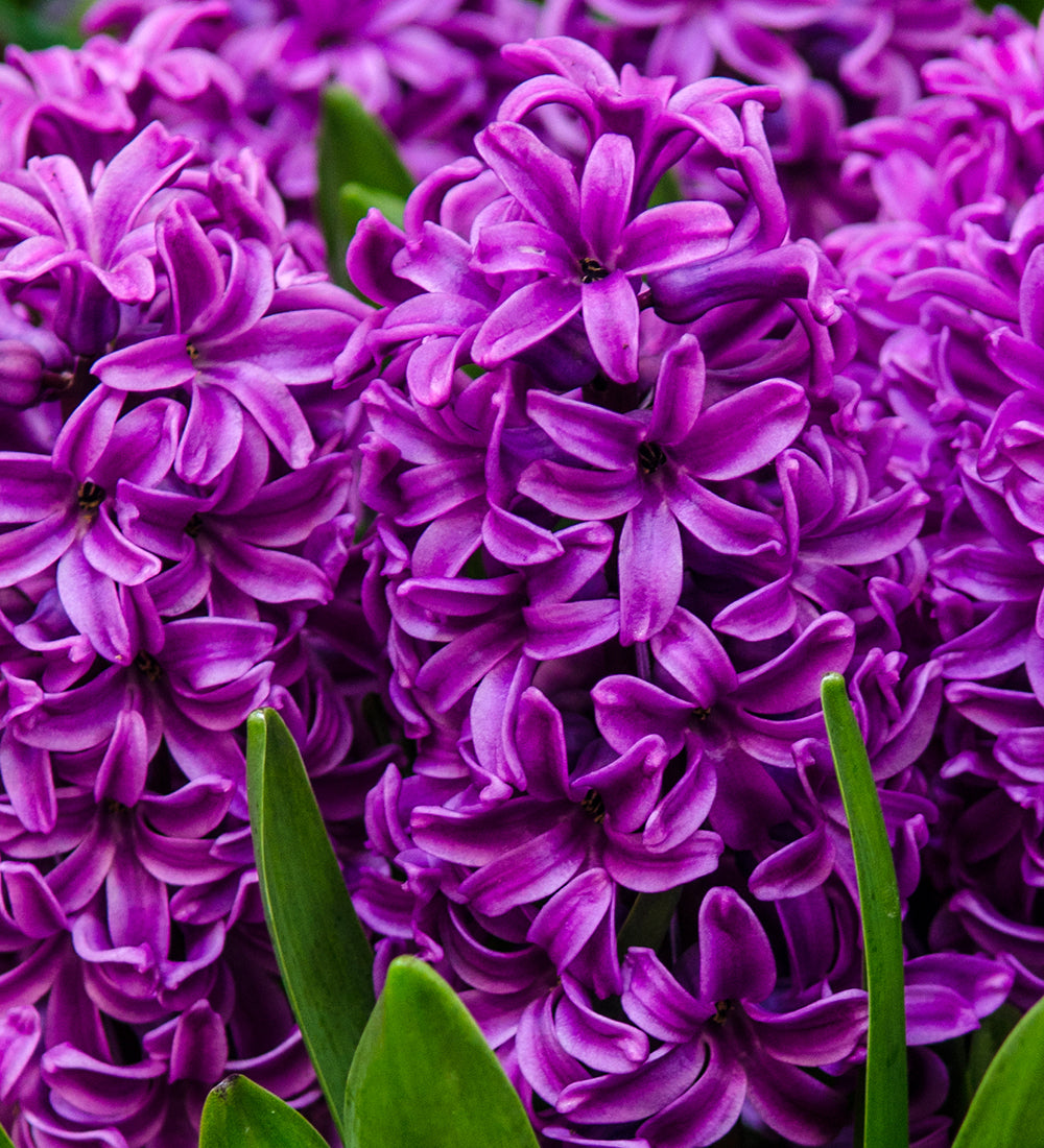 Hyacinthus orientalis 'Miss Saigon' for Forcing
