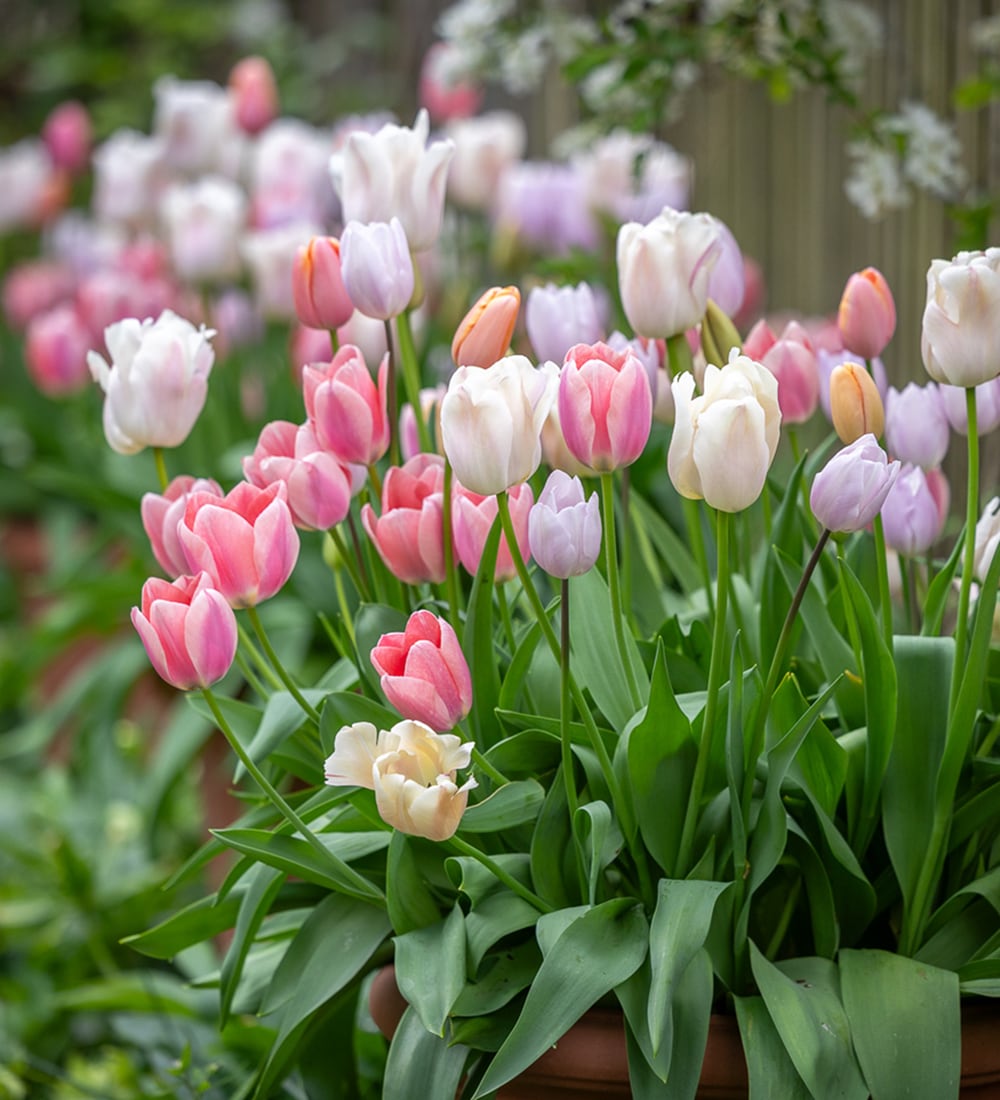 Light the Shade Tulip Collection