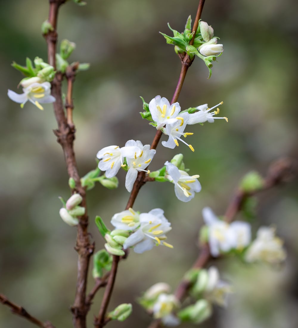Lonicera fragrantissima 'Winter Beauty'