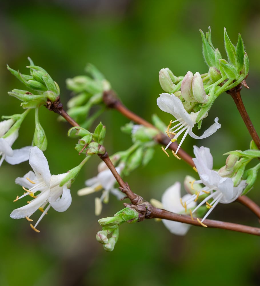 Lonicera fragrantissima 'Winter Beauty'