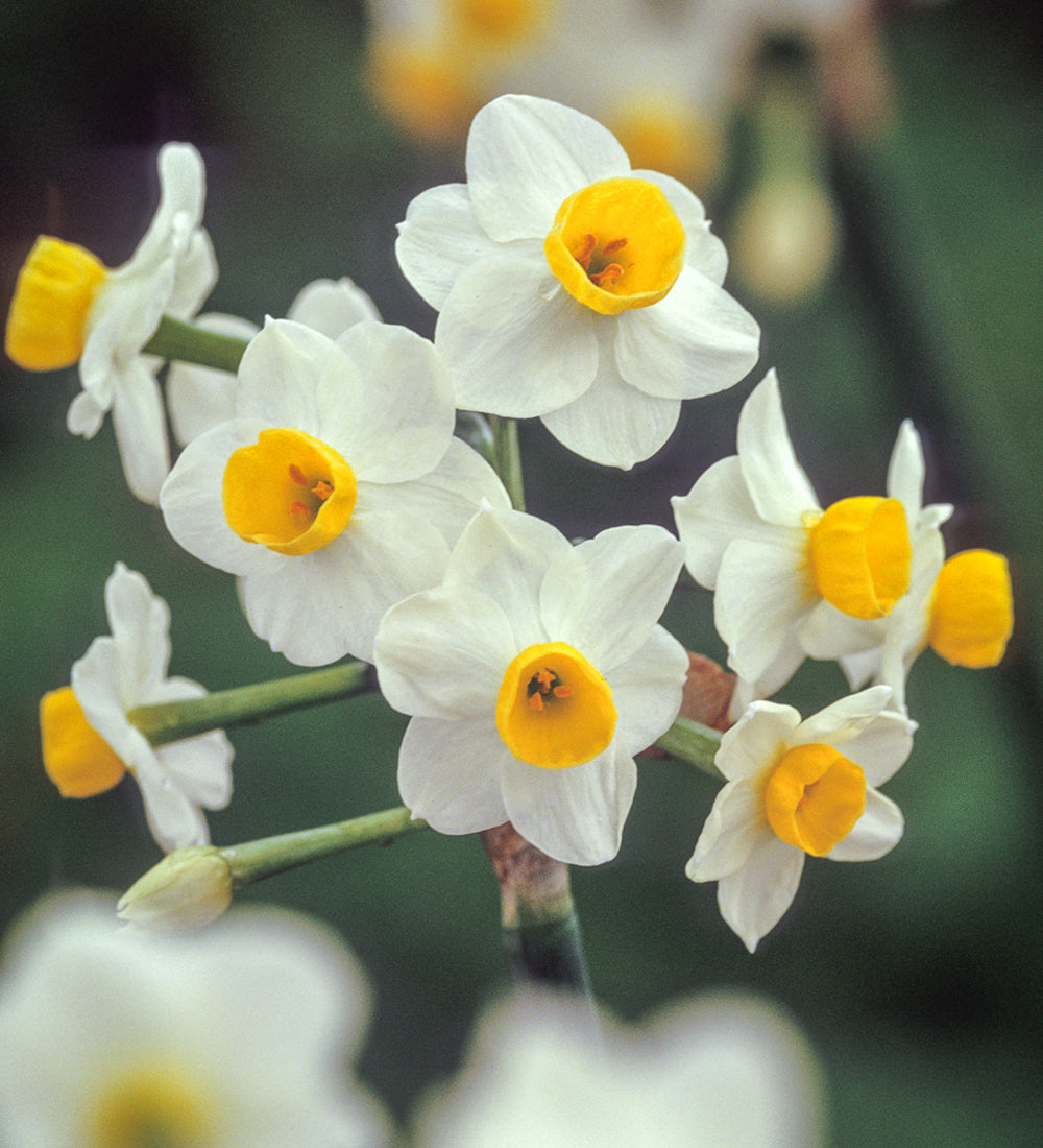 Narcissus 'Avalanche' (Forcing)