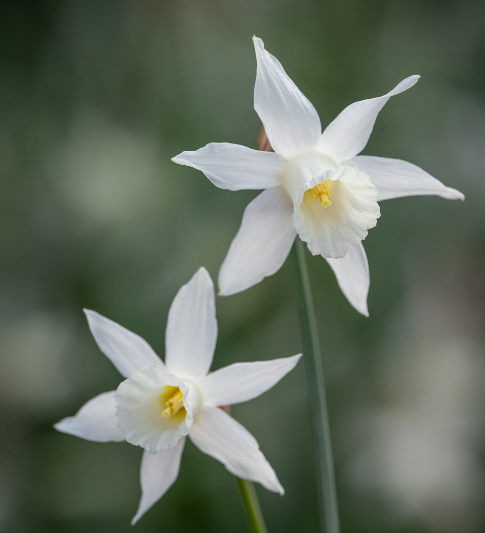 Narcissus 'Ice Wings'