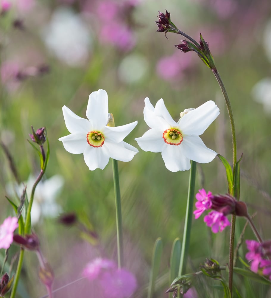 Narcissus poeticus var. recurvus ('Old Pheasant's Eye')