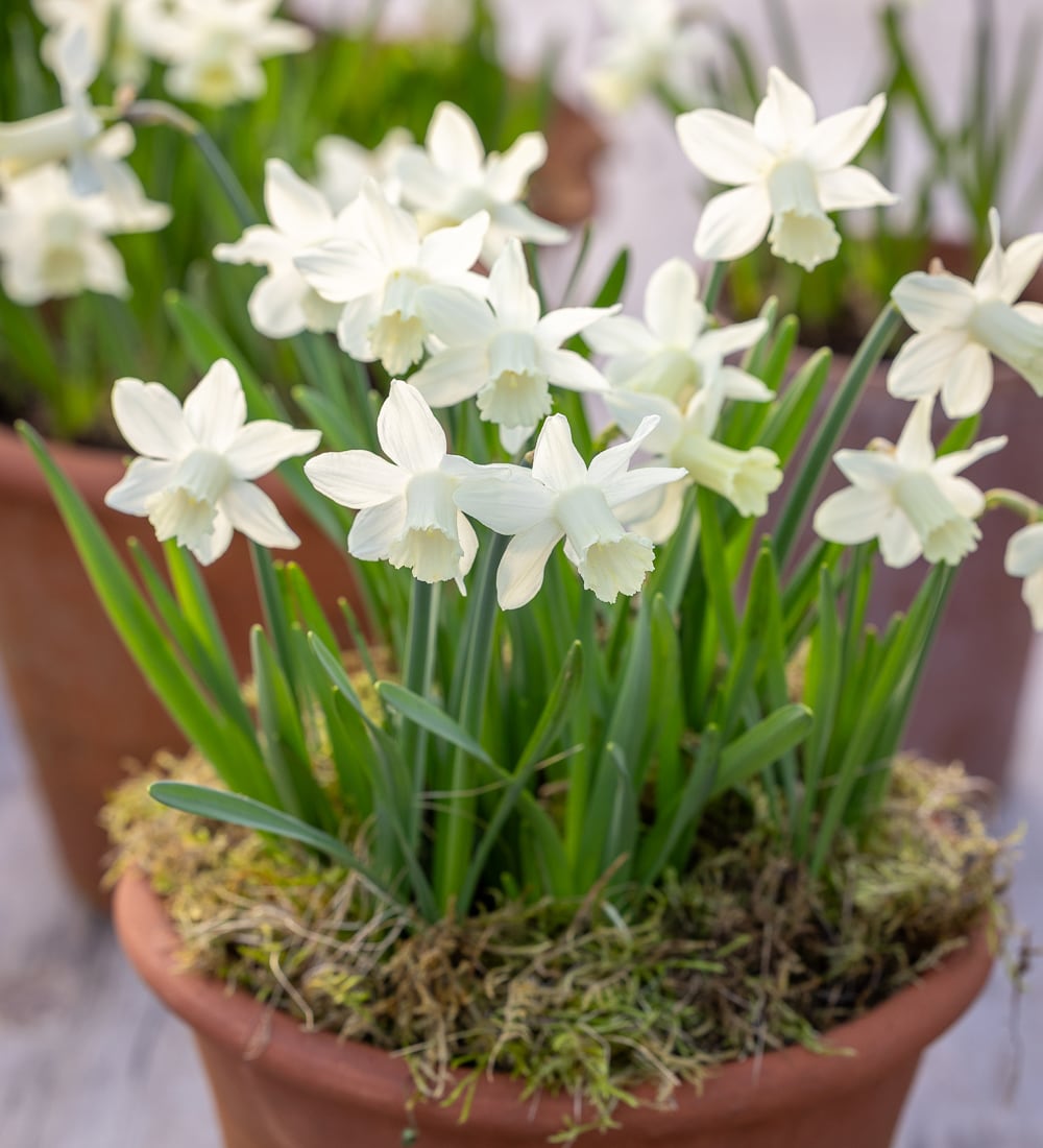 Narcissus 'Snow Baby'