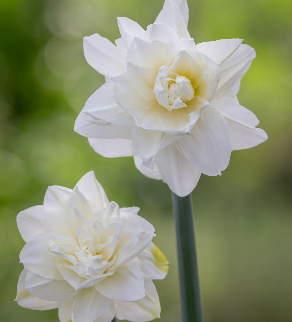 Narcissus 'White Medal'