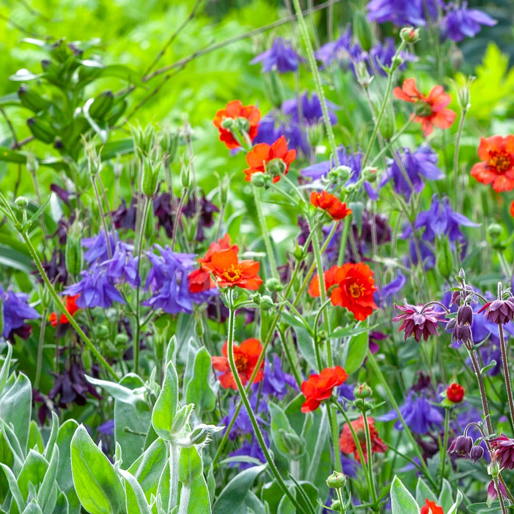 Oast Garden Spring into Summer Combination