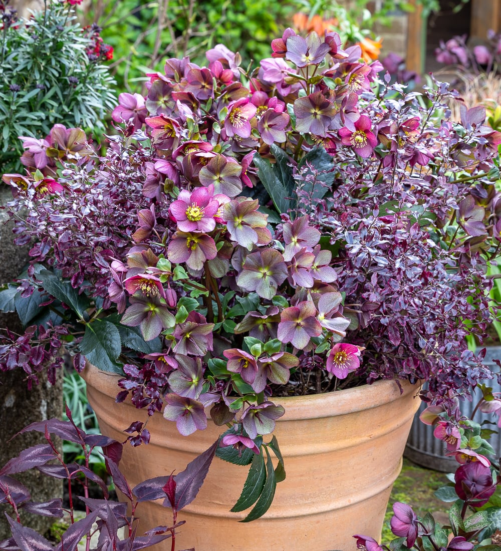 Our Number One Favourite Perennial Pot Collection