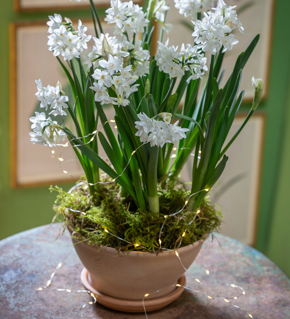 Paperwhite 'Ziva' in a Terracotta Bulb Bowl