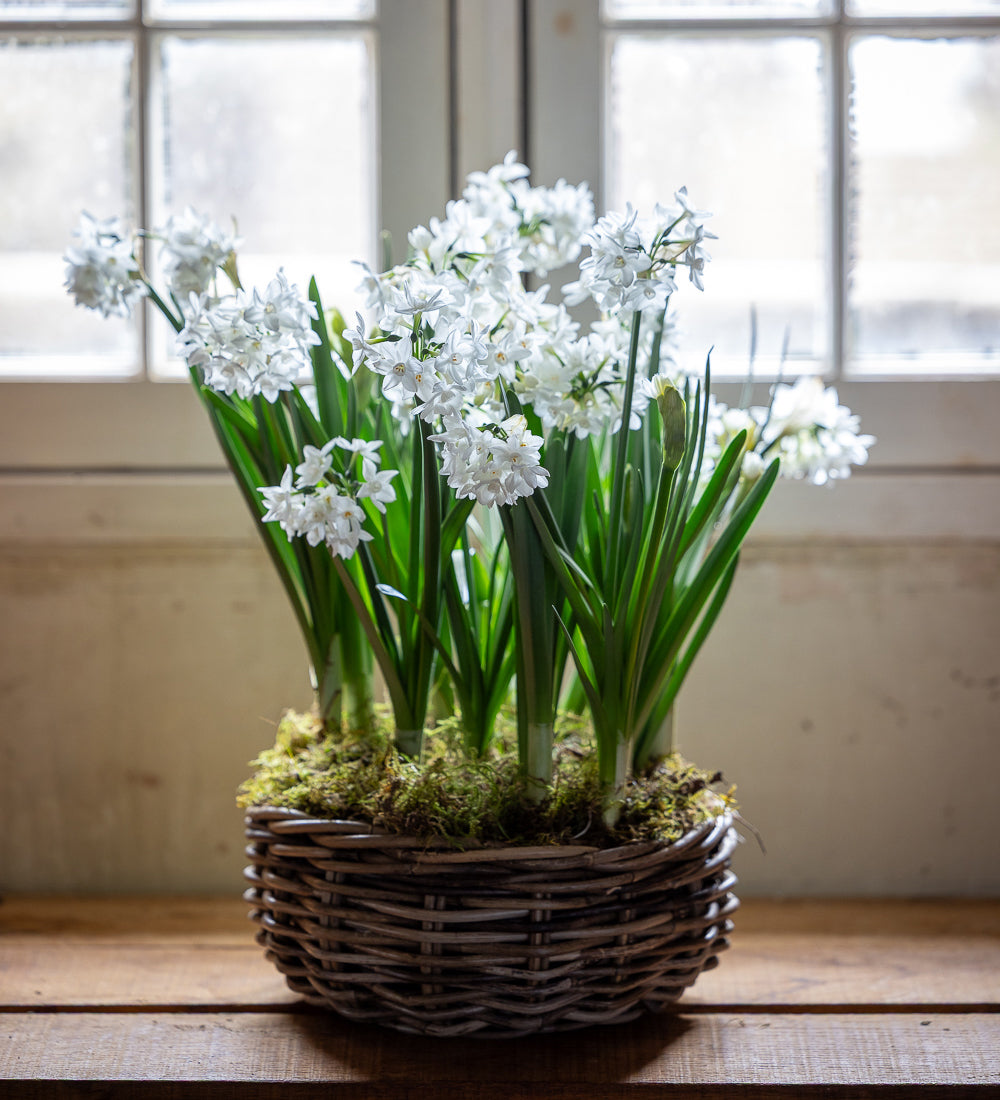 Paperwhite 'Ziva' in a Willow Planter