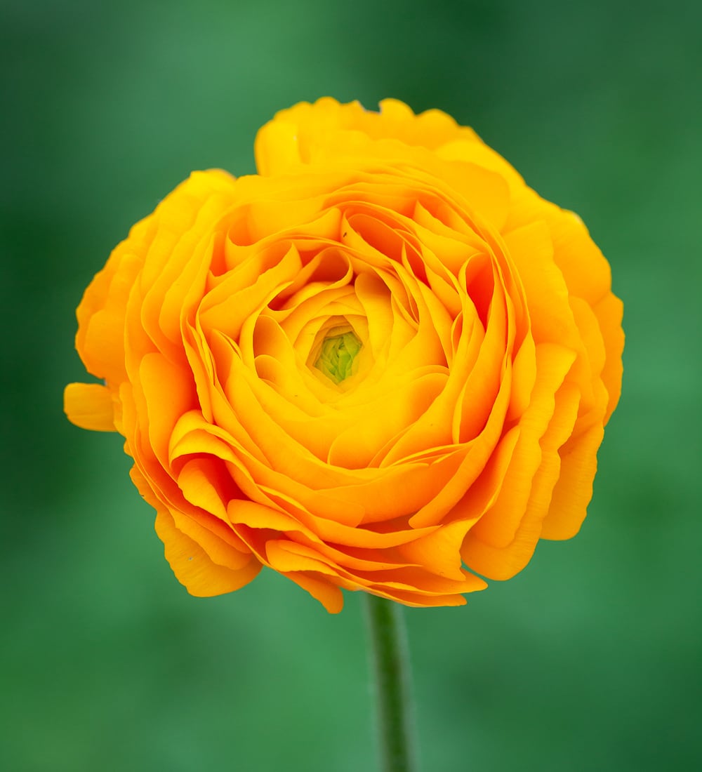 Ranunculus 'Amadine Yellow Pictotee'