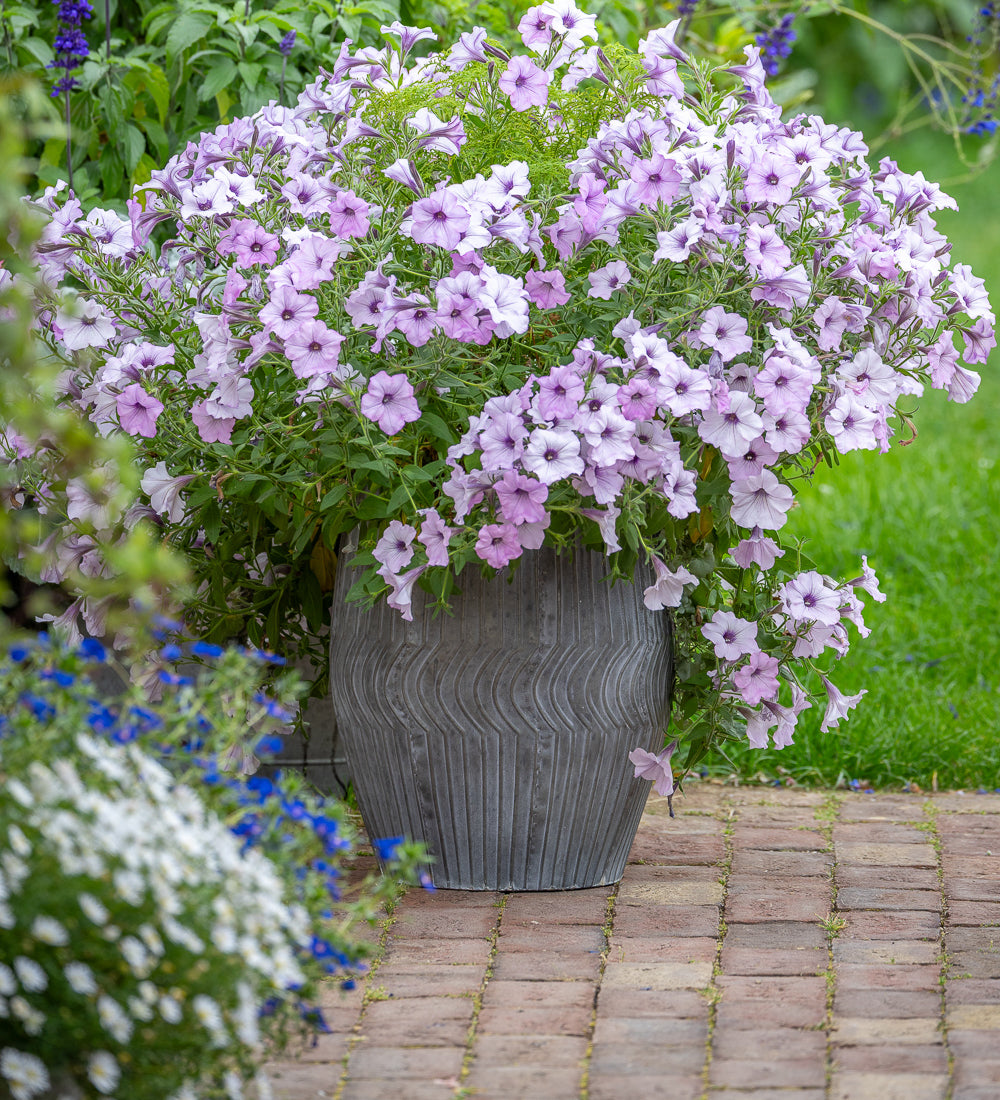 Sarah Raven Tall Round Zinc Pots