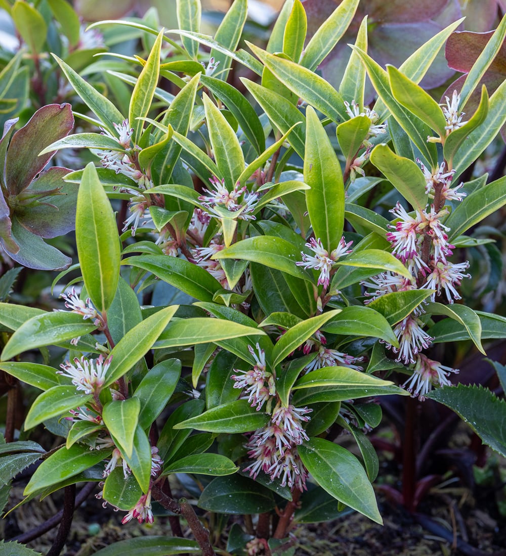 Sarcococca hookeriana 'Winter Gem'