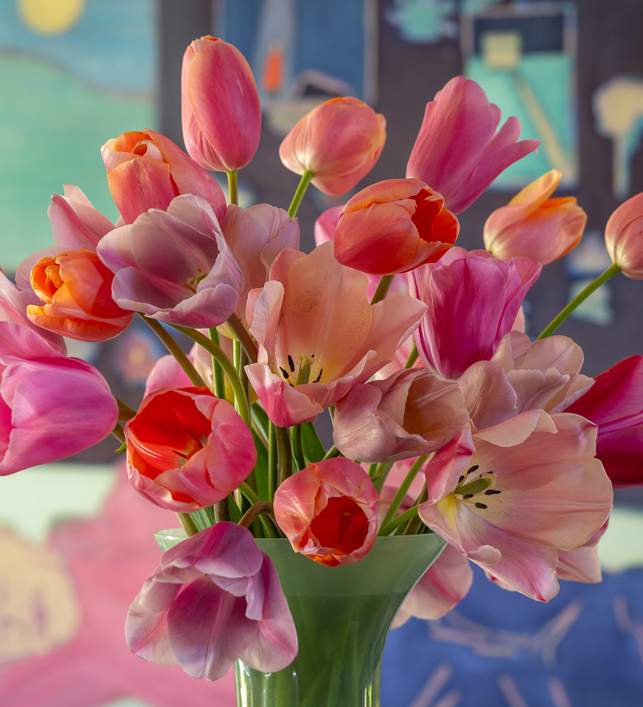 Tom Hammick's Tulip Collection