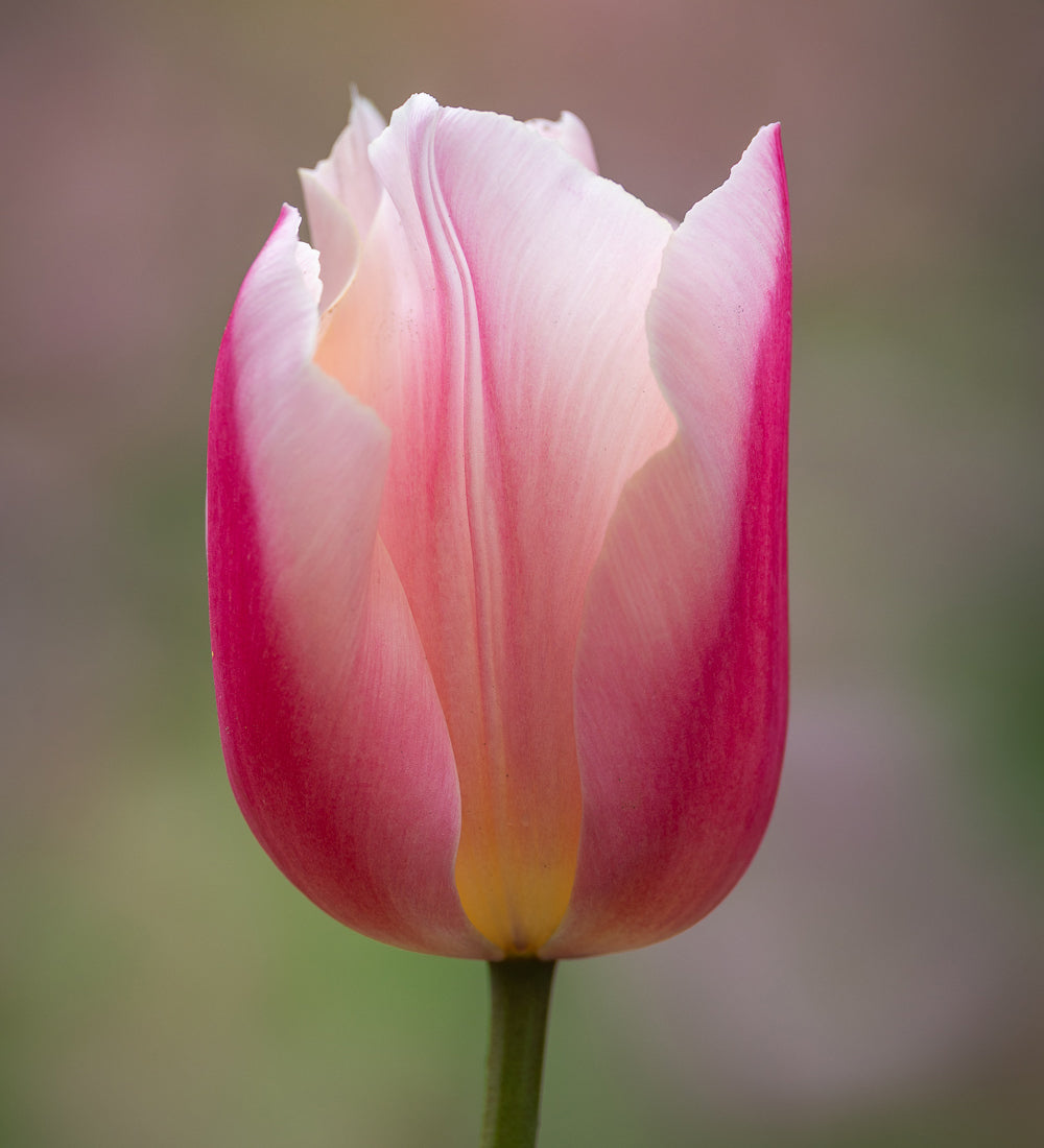 Tulip 'Apricot Favourite'