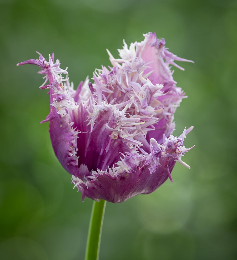 Tulip 'Crunchy Cummins'
