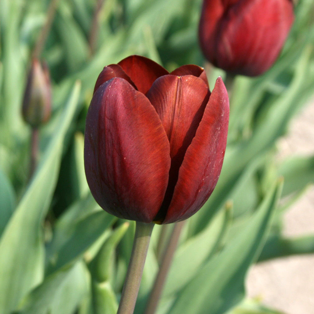 Tulip 'Dom Pedro'