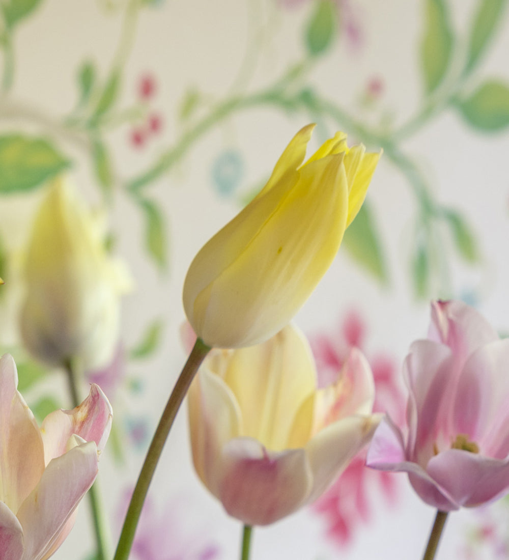 Tulip 'First Proud'