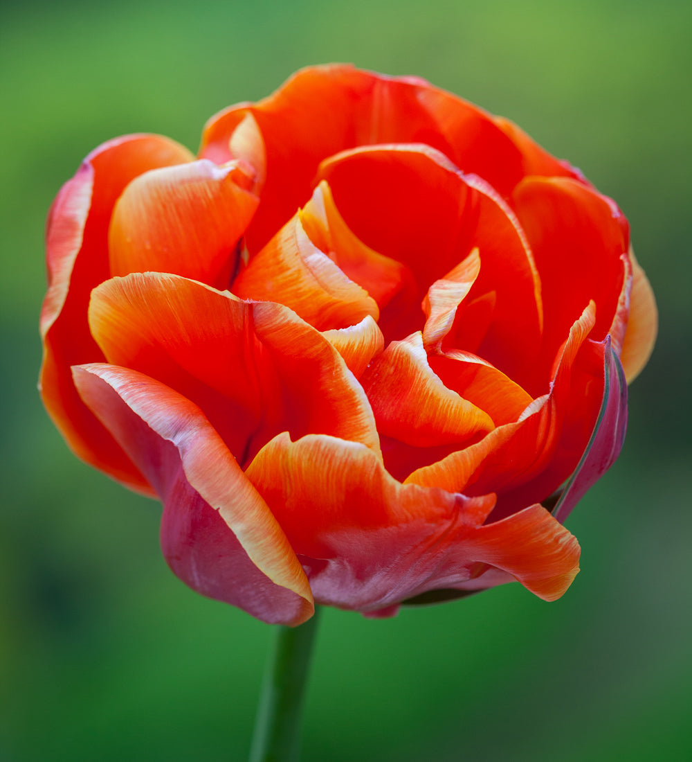 Tulip 'Queensday'