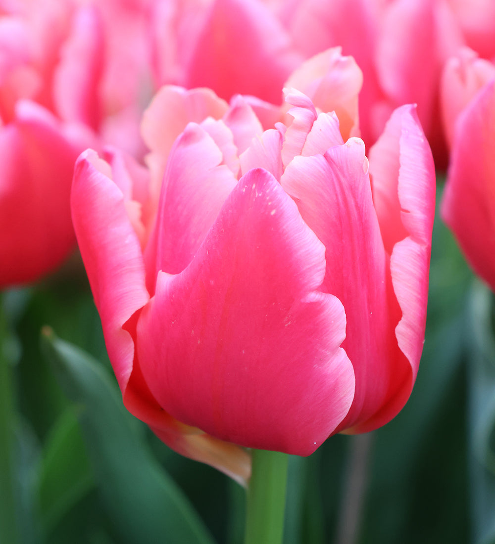 Tulip 'Salmon Symbiose'