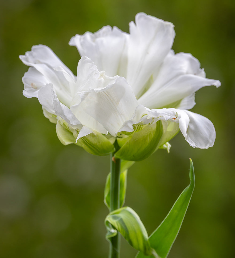 Tulip Whipped Cream