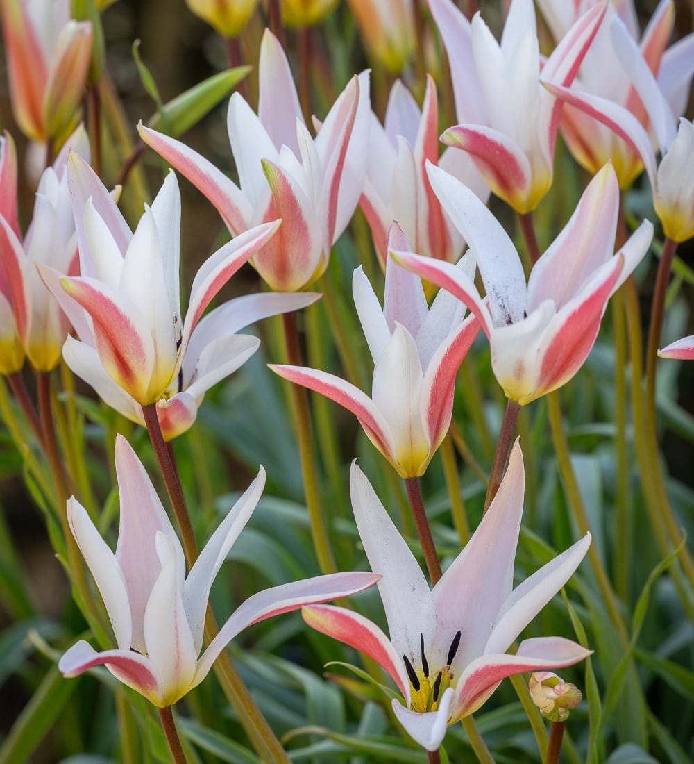 Tulipa clusiana var. stellata