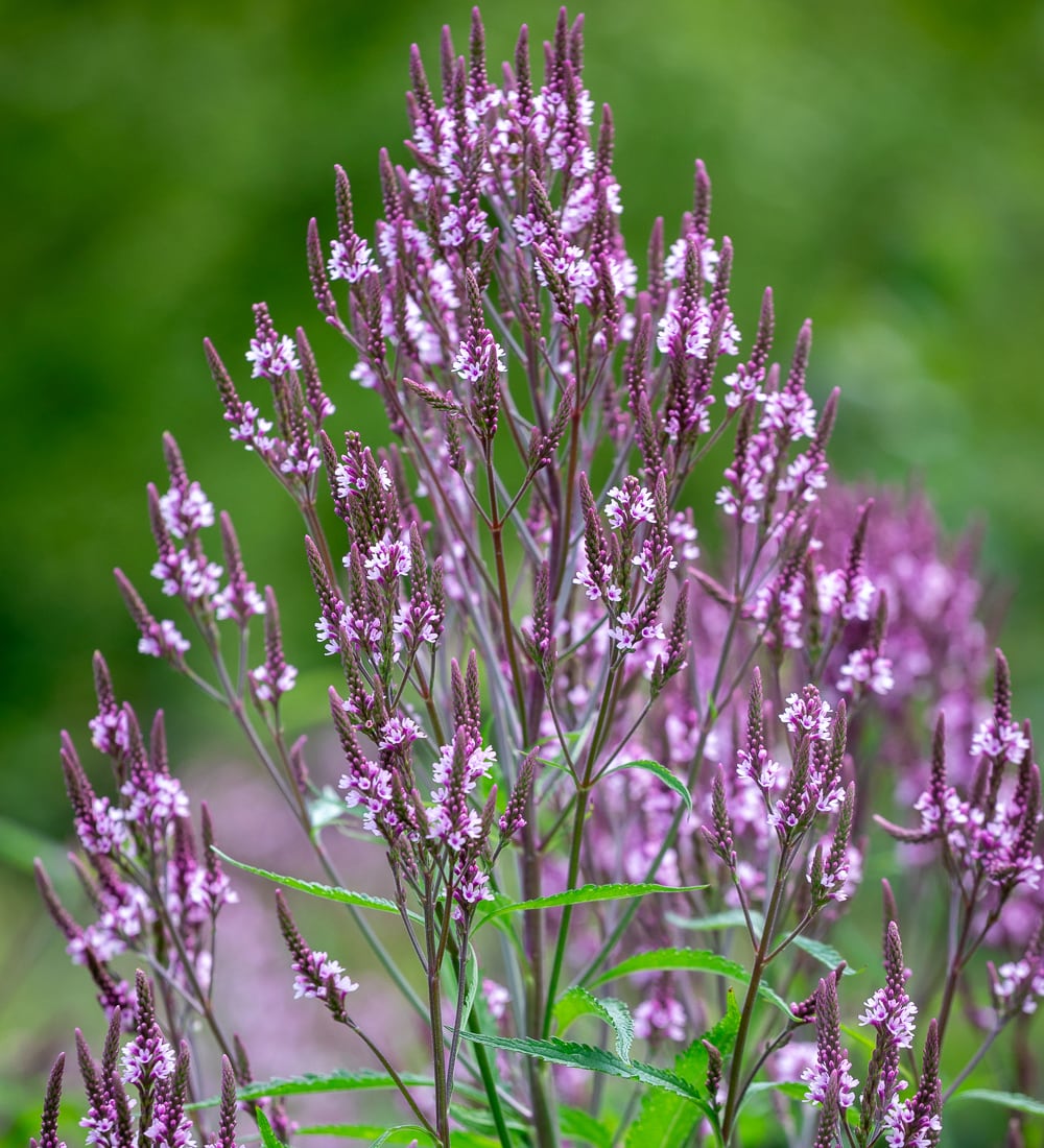 Verbena hastata f. rosea 'Pink Spires'