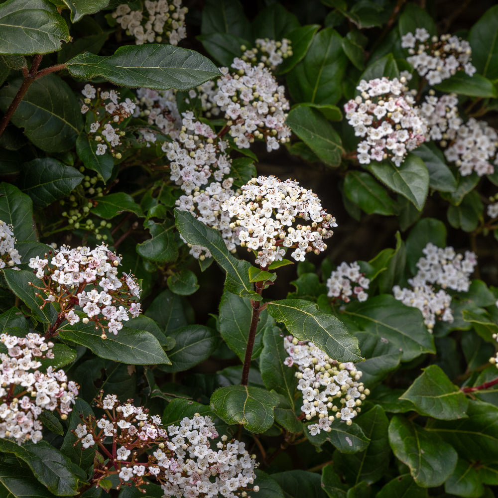 Viburnum tinus