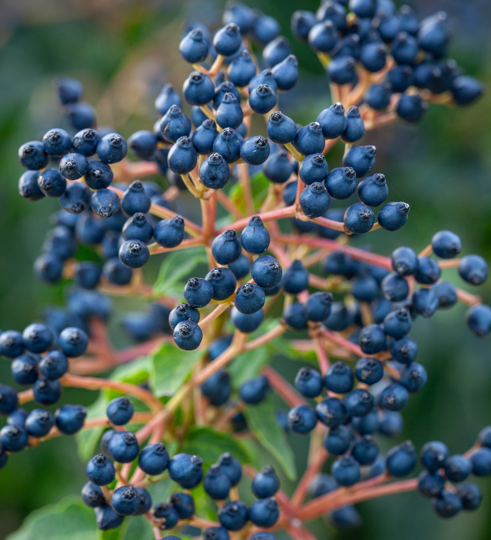 Viburnum tinus