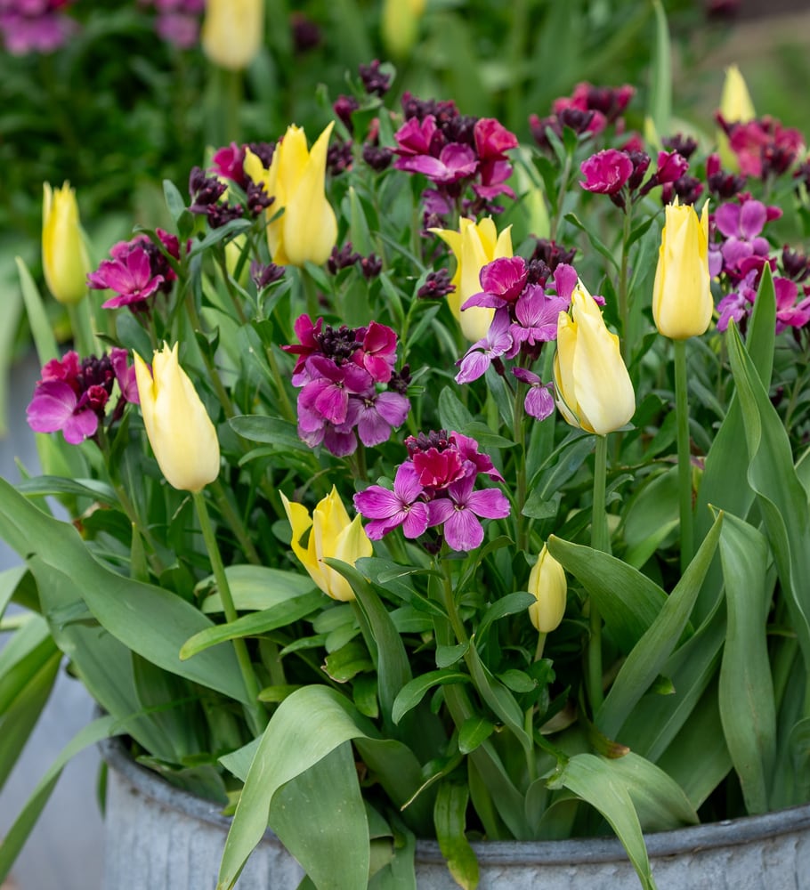 Wallflower 'Ruby Gem'