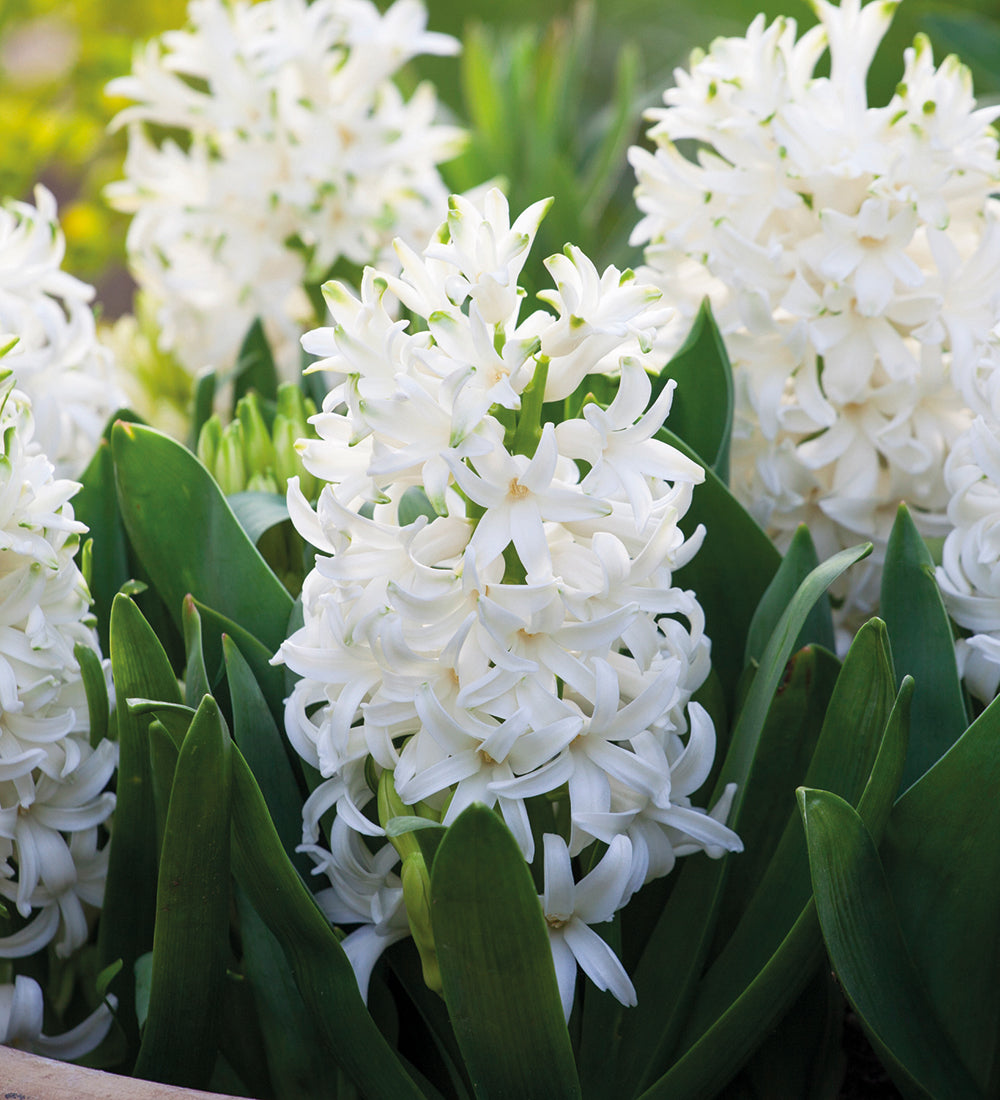 White Hyacinths in a Striped Ceramic Pot