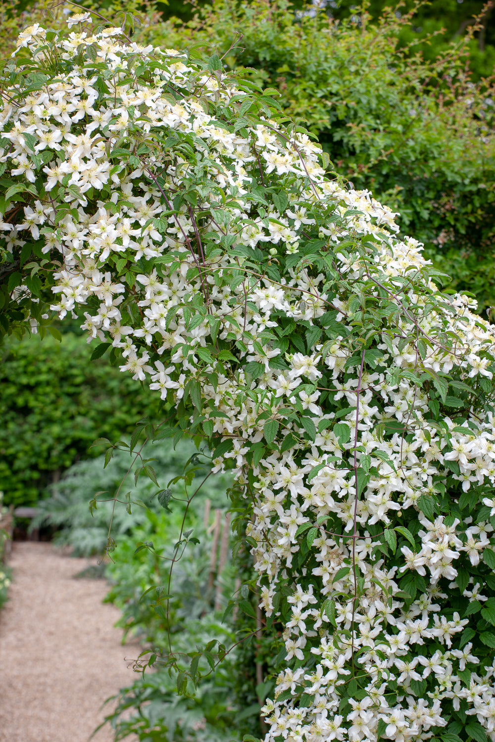 How to plant, grow & care for clematis