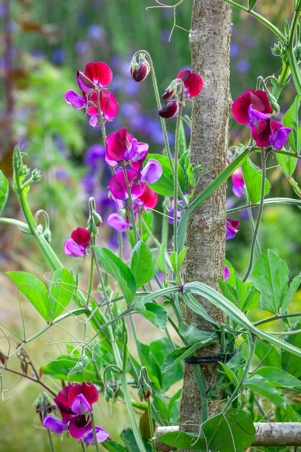 How to plant, grow & care for sweet peas