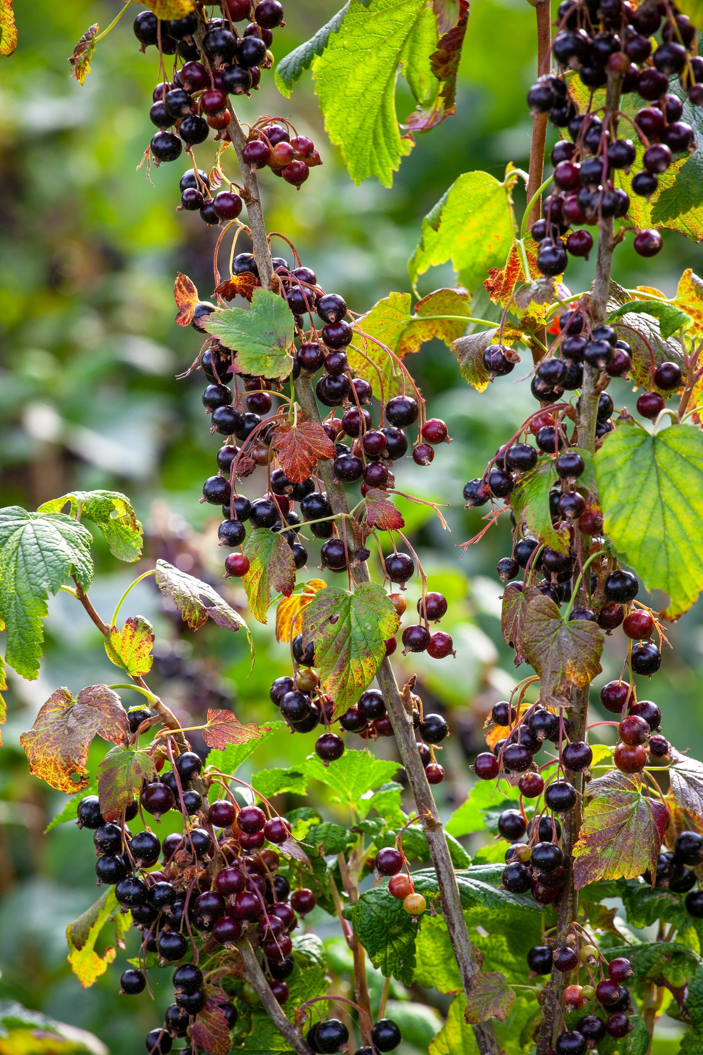 Blackcurrant and almond cake recipe