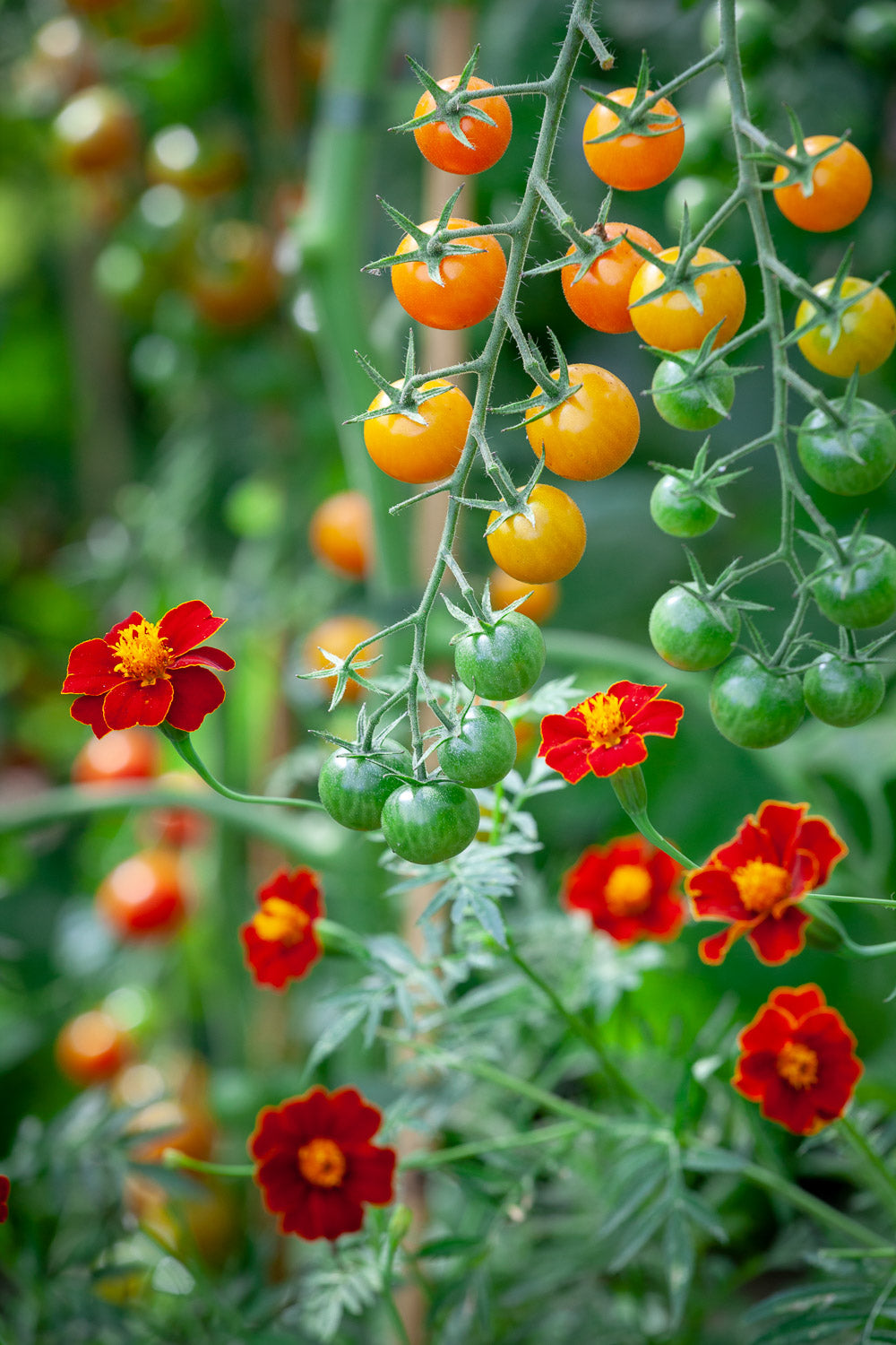 Companion planting: friends with benefits