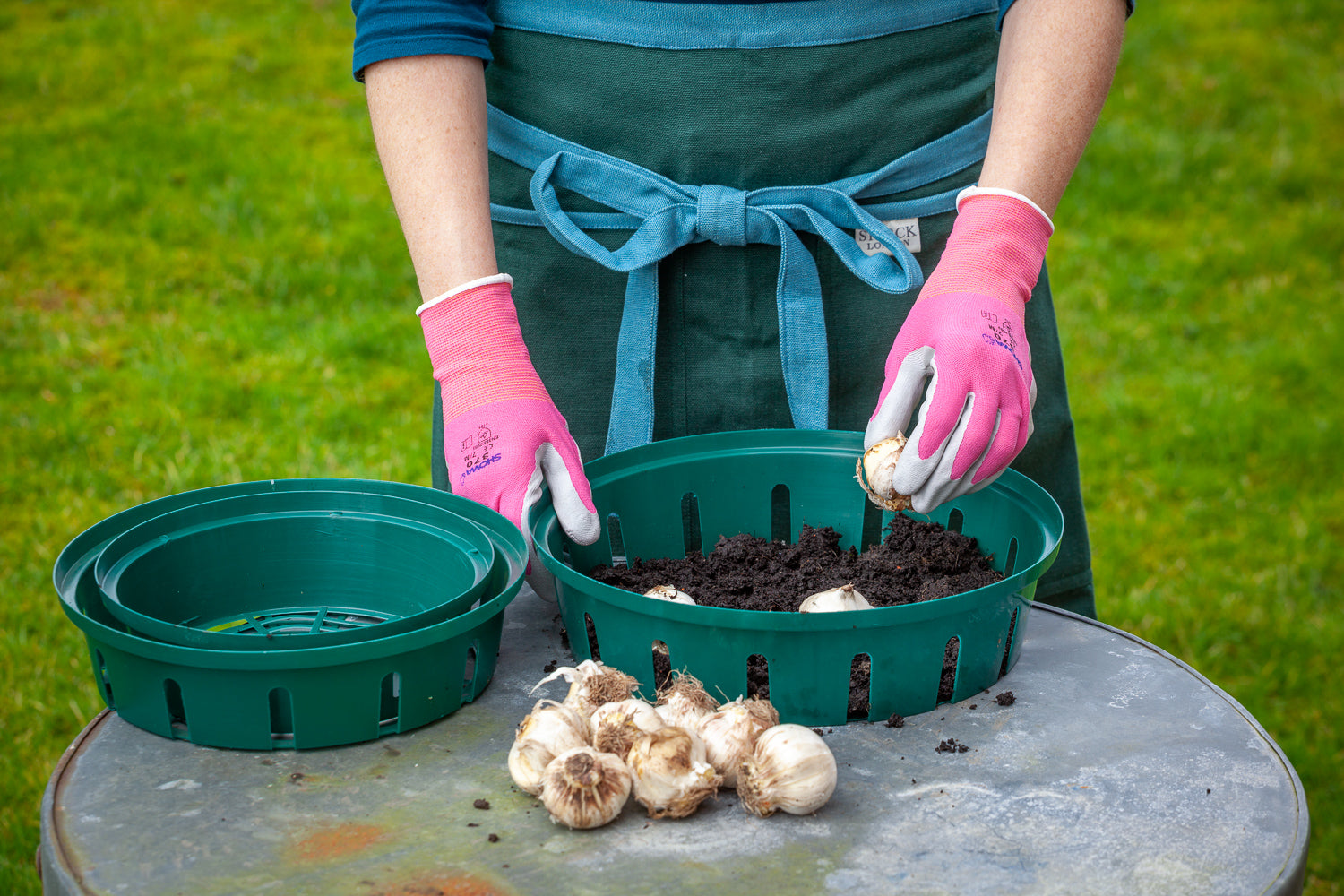 How to use bulb planting trays