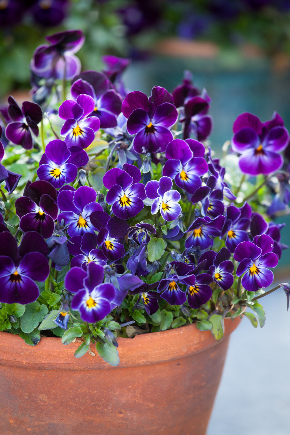 How to plant, grow & care for violas
