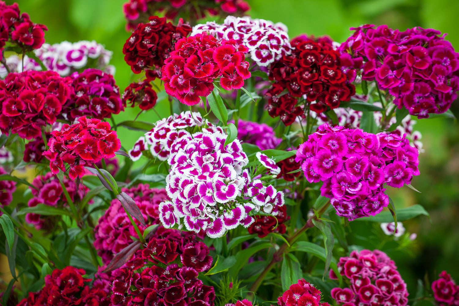 How to plant, grow & care for dianthus