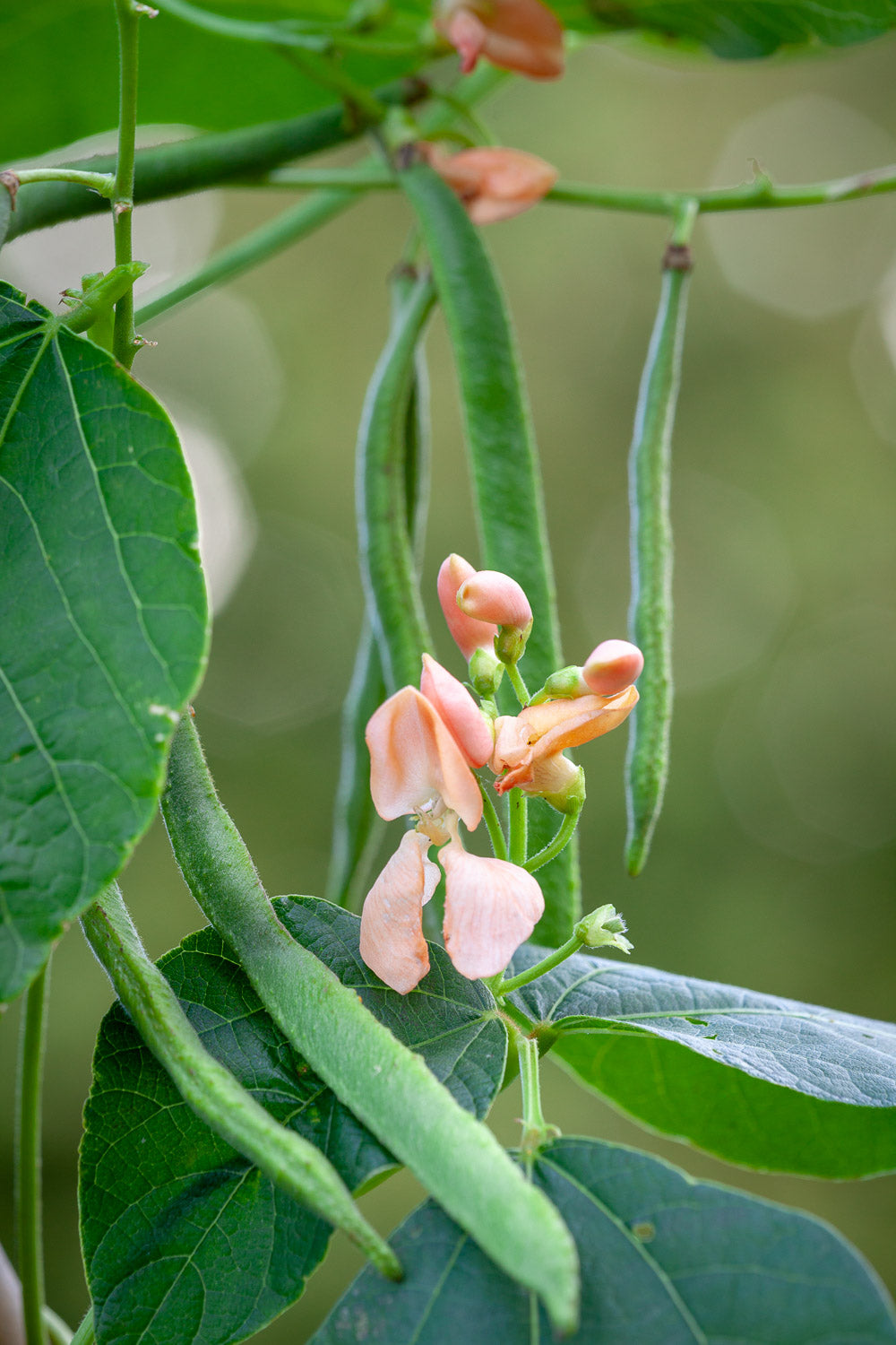 How to plant, grow & care for runner beans