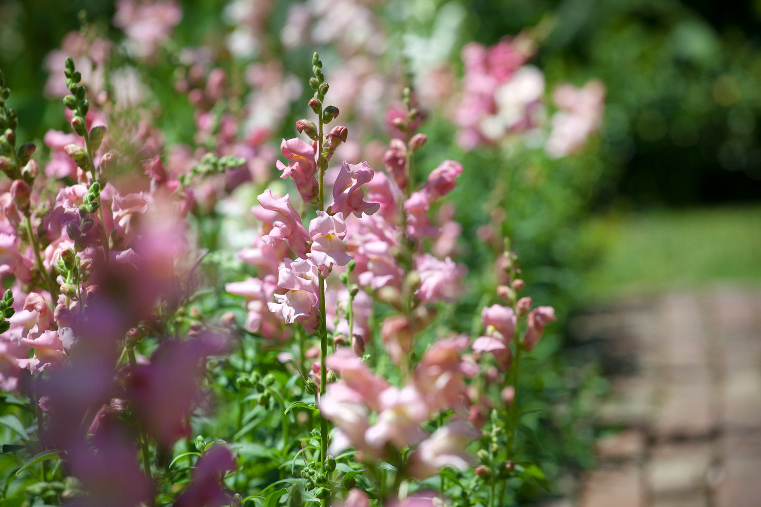 How to plant, grow & care for antirrhinums
