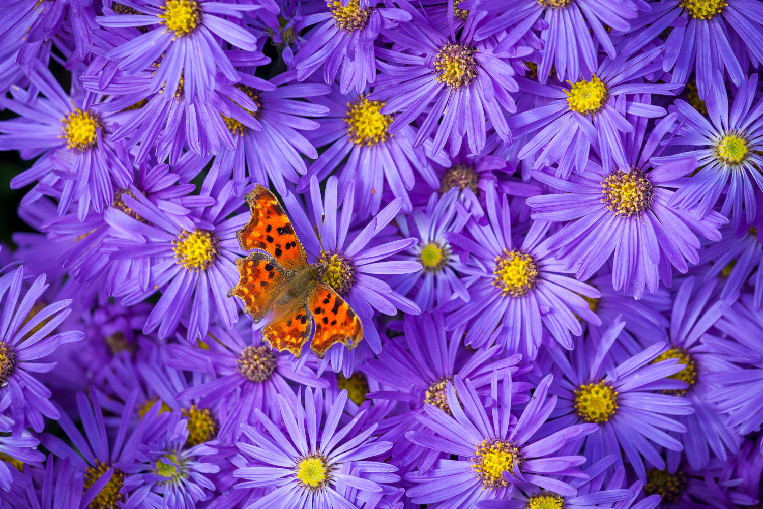 How to plant, grow & care for asters